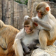 Illustration for article titled Game-playing monkeys reveal how we evolved self-awareness